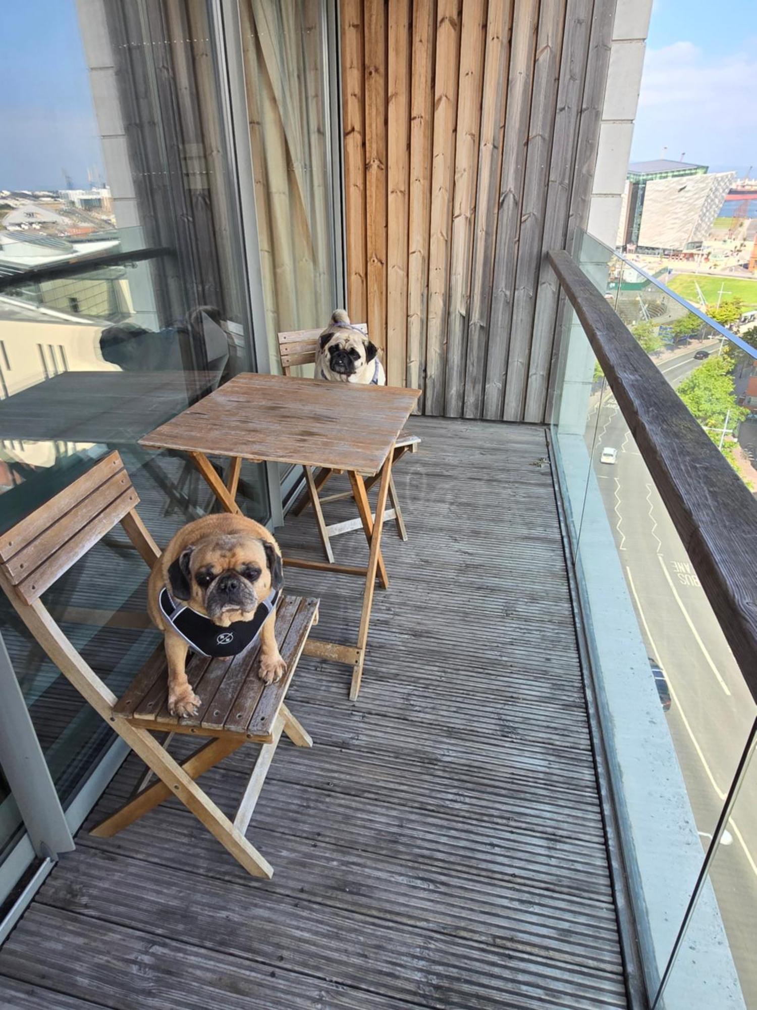 Benji & Milos Apartments ベルファスト エクステリア 写真